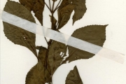 <strong>Lamiaceae - Plectranthus - Plectranthus monostachyus (P.Beauv.) B.J.Pollard subsp. Monostachyum</strong><br />© hnb