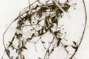 <strong>Rubiaceae - Oldenlandia - Oldenlandia affinis (Roem. & Schult.) DC. subsp. fugax (Vatke) Verdc.</strong><br />© hnb