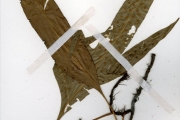 <strong>Polypodiaceae - Microsorum - Microsorum punctatum (L.) Copel.</strong><br />© hnb