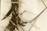 <strong>Poaceae - Megastachya - Megastachya mucronata (Poir.) P.Beauv.</strong><br />© hnb