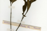 <strong>Rubiaceae - Chassalia - Chassalia kolly (Schumach.) Hepper</strong><br />© hnb