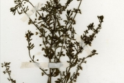 <strong>Scrophulariaceae - Scoparia - Scoparia dulcis L.</strong><br />© hnb