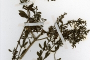 <strong>Scrophulariaceae - Scoparia - Scoparia dulcis L.</strong><br />© hnb