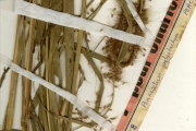 <strong>Poaceae - Pennisetum - Pennisetum polystachion (L.) Schult.</strong><br />© hnb