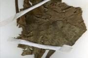 <strong>Gentianaceae - Anthocleista - Anthocleista vogelii Planch.</strong><br />© hnb