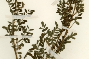 <strong>Leguminosae-Papilionoideae - Indigofera - Indigofera secundiflora Poir. var. secundiflora</strong><br />© hnb