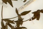 <strong>Rubiaceae - Spermacoce - Spermacoce stachydea DC.</strong><br />© hnb