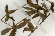 <strong>Rubiaceae - Spermacoce - Spermacoce stachydea DC.</strong><br />© hnb