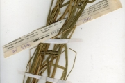 <strong>Poaceae - Chasmopodium - Chasmopodium caudatum (Hack.) Stapf</strong><br />© hnb