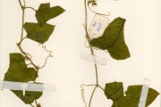 <strong>Cucurbitaceae - Cucumis - Cucumis melo L.</strong><br />© hnb