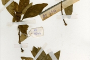<strong>Moraceae - Dorstenia - Dorstenia cuspidata A.Rich. var. cuspidata</strong><br />© hnb