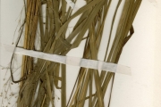 <strong>Poaceae - Panicum - Panicum phragmitoides Stapf</strong><br />© hnb