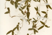 <strong>Leguminosae-Papilionoideae - Macrotyloma - Macrotyloma biflorum (Schumach. & Thonn.) Hepper var. biflorum</strong><br />© hnb