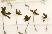<strong>Oxalidaceae - Biophytum - Biophytum umbraculum Welw.</strong><br />© hnb