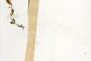 <strong>Scrophulariaceae - Bacopa - Bacopa hamiltoniana (Benth.) Wettst.</strong><br />© hnb
