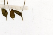 <strong>Ophioglossaceae - Ophioglossum - Ophioglossum costatum R.Br.</strong><br />© hnb