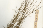 <strong>Poaceae - Microchloa - Microchloa kunthii Desv.</strong><br />© hnb
