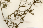 <strong>Leguminosae-Papilionoideae - Stylosanthes - Stylosanthes erecta Beauv.</strong><br />© hnb