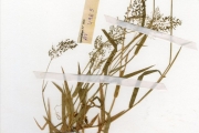 <strong>Poaceae - Setaria - Setaria barbata (Lam.) Kunth</strong><br />© hnb