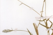 <strong>Poaceae - Setaria - Setaria barbata (Lam.) Kunth</strong><br />© hnb