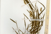 <strong>Poaceae - Setaria - Setaria pumila (Poir.) Roem. & Schult.</strong><br />© hnb