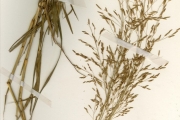 <strong>Poaceae - Eragrostis - Eragrostis tremula (Lam.) Hochst. ex Steud.</strong><br />© hnb