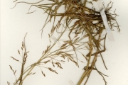<strong>Poaceae - Eragrostis - Eragrostis tremula (Lam.) Hochst. ex Steud.</strong><br />© hnb