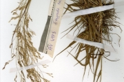 <strong>Poaceae - Eragrostis - Eragrostis tremula (Lam.) Hochst. ex Steud.</strong><br />© hnb