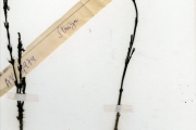 <strong>Scrophulariaceae - Striga - Striga hermonthica (Delile) Benth.</strong><br />© hnb