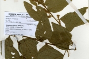 <strong>Leguminosae-Papilionoideae - Desmodium - Desmodium velutinum (Willd.) DC.</strong><br />© hnb