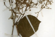 <strong>Verbenaceae - Tectona - Tectona grandis L.f.</strong><br />© hnb