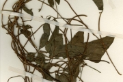<strong>Leguminosae-Papilionoideae - Vigna - Vigna unguiculata (L.) Walp. subsp. dekindtiana (Harms) Verdc.</strong><br />© hnb