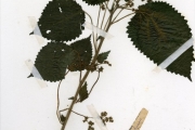 <strong>Urticaceae - Laportea - Laportea aestuans (L.) Chew</strong><br />© hnb
