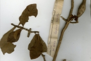 <strong>Rubiaceae - Gardenia - Gardenia ternifolia Schumach. & Thonn.</strong><br />© hnb