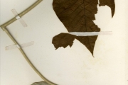 <strong>Convolvulaceae - Argyreia - Argyreia nervosa (Burm.f.) Bojer</strong><br />© hnb