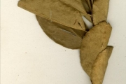 <strong>Rutaceae - Citrus - Citrus aurantiifolia (Christm.) Swingle</strong><br />© hnb
