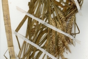 <strong>Poaceae - Pennisetum - Pennisetum pedicellatum Trin.</strong><br />© hnb