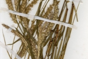 <strong>Poaceae - Pennisetum - Pennisetum pedicellatum Trin.</strong><br />© hnb