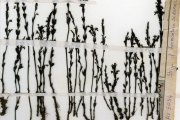 <strong>Scrophulariaceae - Striga - Striga hermonthica (Delile) Benth.</strong><br />© hnb