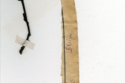 <strong>Scrophulariaceae - Striga - Striga gesnerioides (Willd.) Vatke</strong><br />© hnb