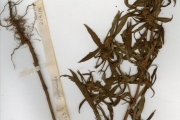 <strong>Rubiaceae - Spermacoce - Spermacoce stachydea DC.</strong><br />© hnb