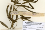 <strong>Leguminosae-Papilionoideae - Crotalaria - Crotalaria pallida Aiton</strong><br />© hnb
