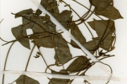 <strong>Leguminosae-Papilionoideae - Vigna - Vigna vexillata (L.) A.Rich. var. vexillata</strong><br />© hnb