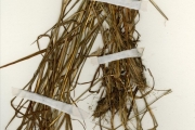 <strong>Poaceae - Monocymbium - Monocymbium ceresiiforme (Nees) Stapf</strong><br />© hnb