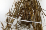 <strong>Poaceae - Monocymbium - Monocymbium ceresiiforme (Nees) Stapf</strong><br />© hnb