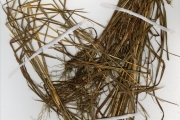 <strong>Poaceae - Monocymbium - Monocymbium ceresiiforme (Nees) Stapf</strong><br />© hnb