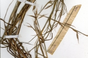 <strong>Poaceae - Monocymbium - Monocymbium ceresiiforme (Nees) Stapf</strong><br />© hnb