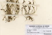 <strong>Scrophulariaceae - Striga - Striga asiatica (L.) Kuntze</strong><br />© hnb