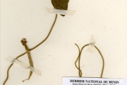 <strong>Leguminosae-Papilionoideae - Vigna - Vigna adenantha (G.Mey.) Maréchal, Mascherpa & Stainier</strong><br />© hnb