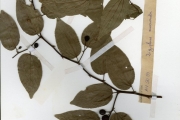 <strong>Rhamnaceae - Ziziphus - Ziziphus mucronata Willd.</strong><br />© hnb